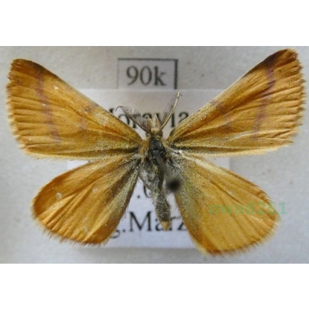 Lythria purpuraria (Linnaeus, 1758) Sudamek purpurek Czech90k